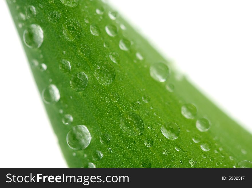 Green leaf with drops, isolated on white