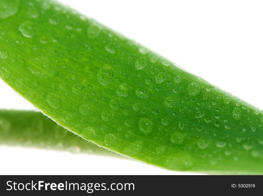 Green leaf with drops, isolated on white