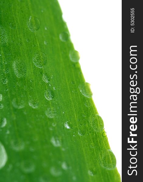 Green leaf with drops, isolated on white