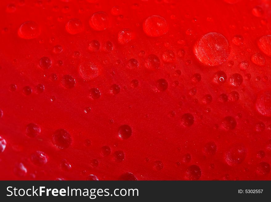 Red tulip with drops macro, background