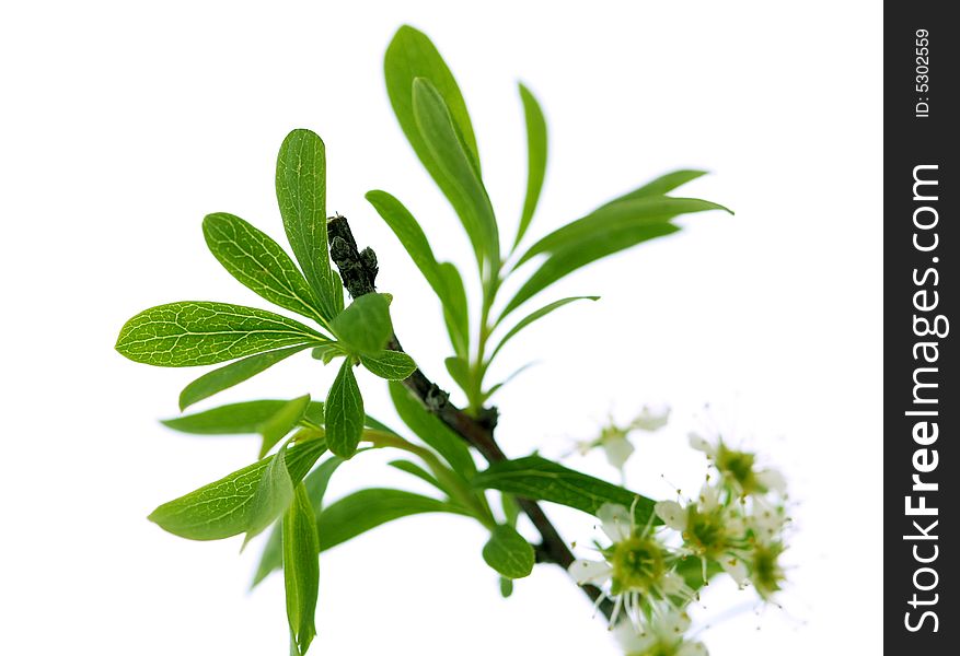 Branch with new fresh leaves on white background