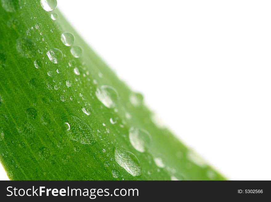 Green leaf with drops, isolated on white