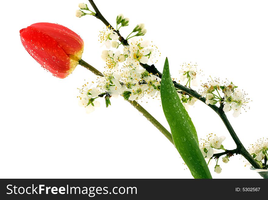 Cherry blossom and tulip on white background