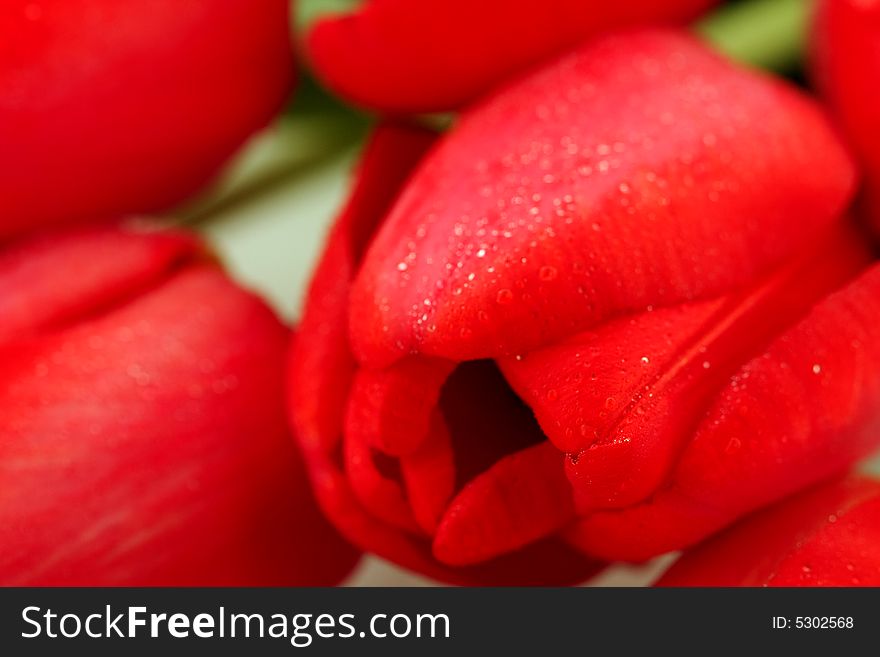 Red tulips with drops macro, background. Red tulips with drops macro, background