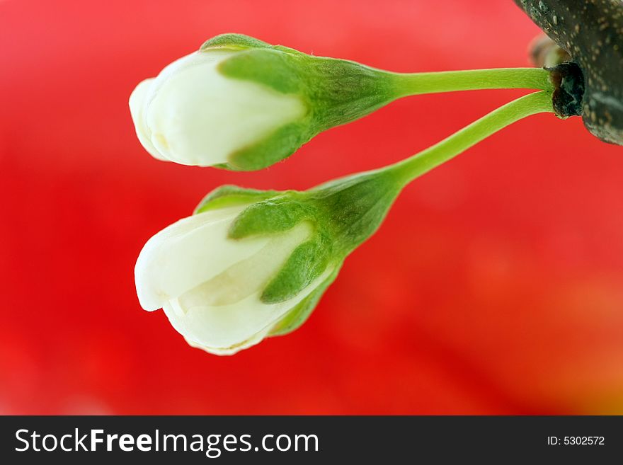 Cherry bud on red background