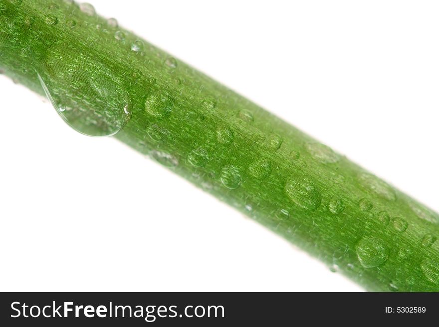 Green Stalk With Drops