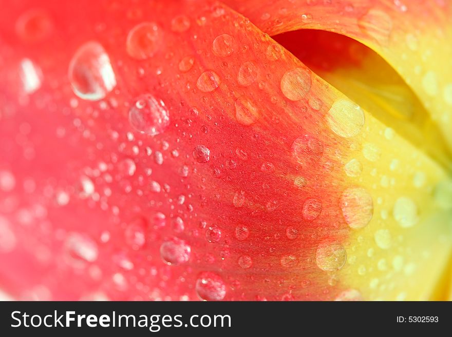 Red tulip with drops macro, background. Red tulip with drops macro, background