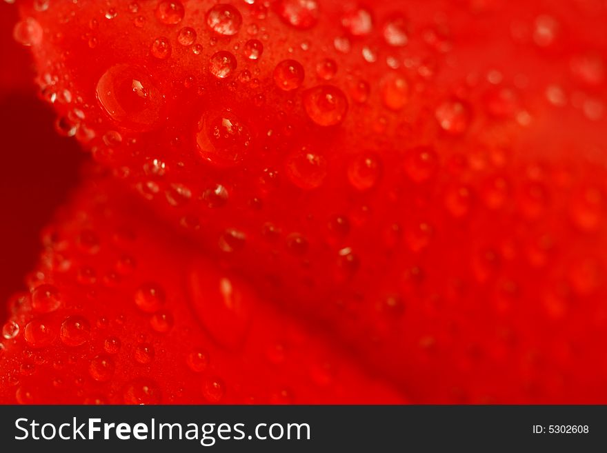 Red tulip with dew drops