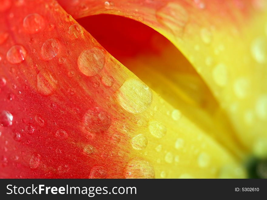 Red Tulip With Dew Drops