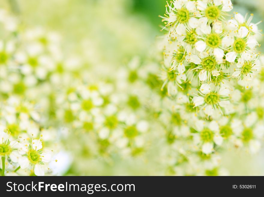 Spring blossom, floral background 2