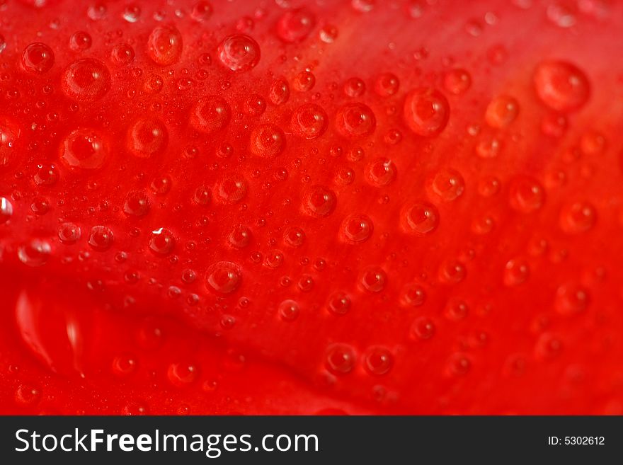 Red Tulip With Dew Drops