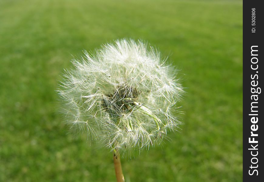 Dandelion Seeds Green Grass Field Background