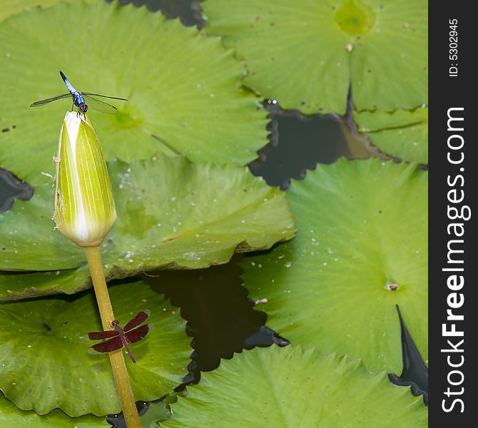 An single unopened bud of water lily, with two perched dragonflies, against a background of large floating water lily leaves