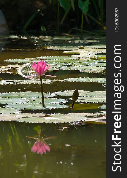 Pink water lily seen against the sunlight and reflected in the pool