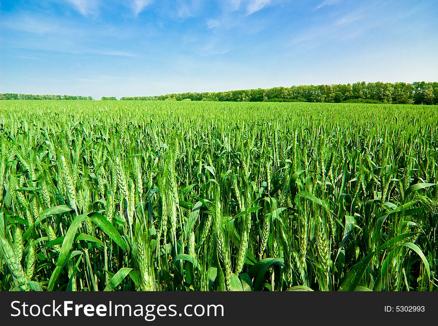 Wheat field with blue sky