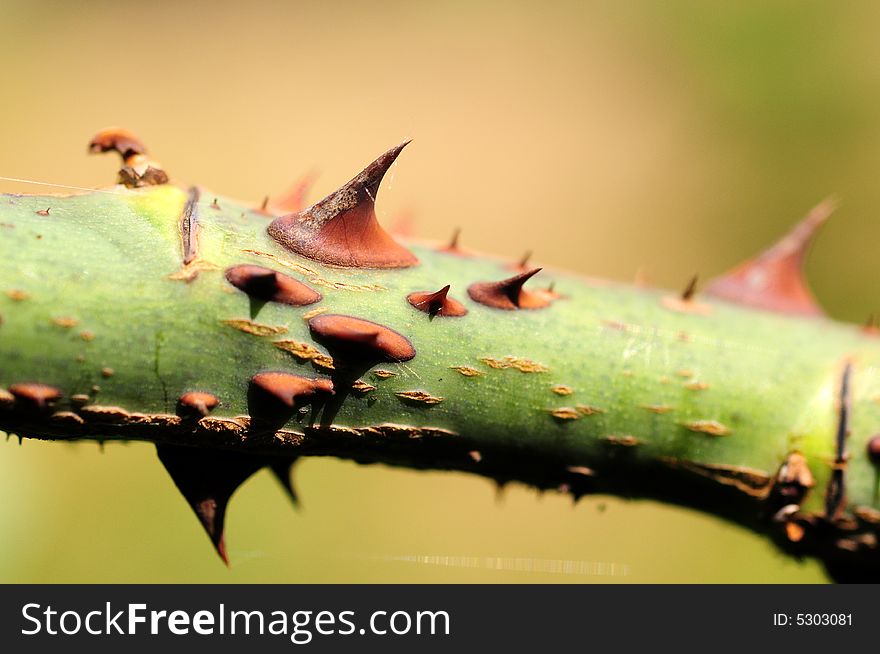 View with a close up of rose thorns