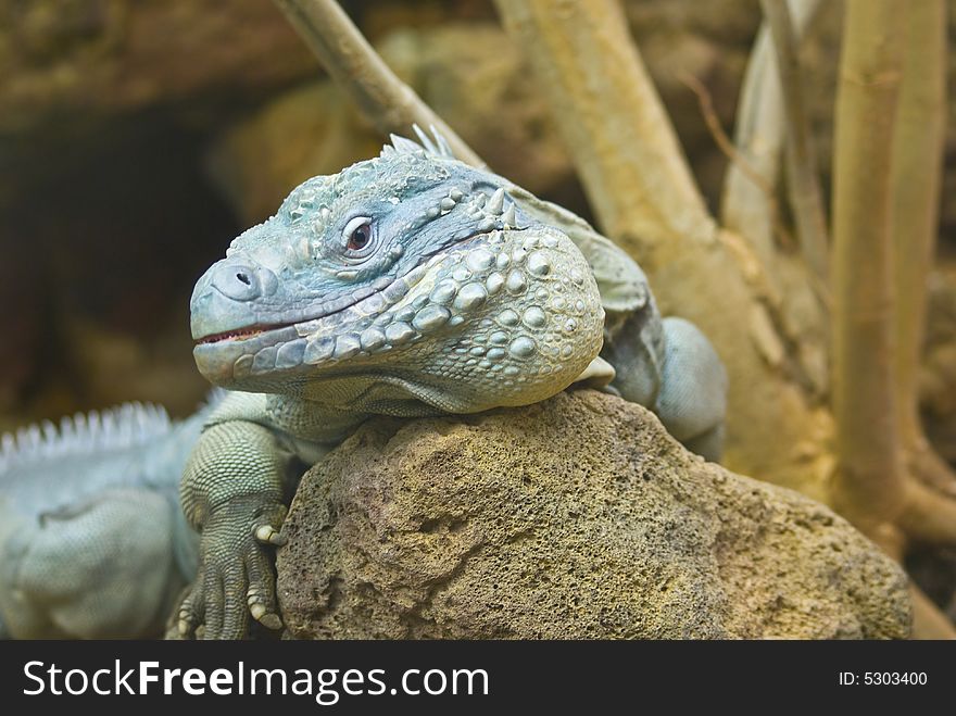 Large iguana captured while crawling on large rock.