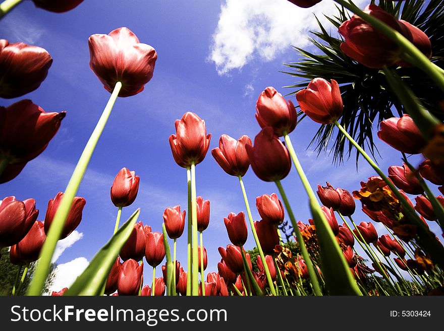 Fresh red tuilps against a blue sky. Fresh red tuilps against a blue sky