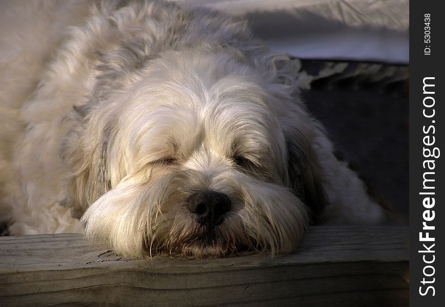 Lhasa Apso mixed breed dog sleeping outside at dusk. Lhasa Apso mixed breed dog sleeping outside at dusk.