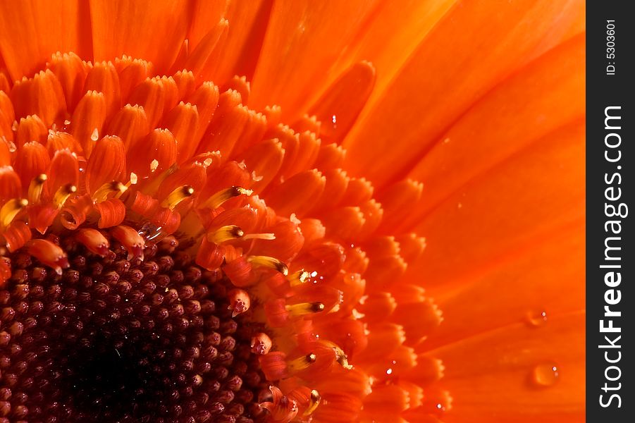 Macro image of a part of an orange gerbera. Macro image of a part of an orange gerbera