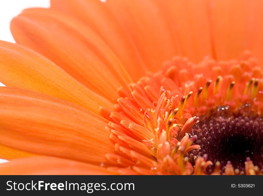 Macro image of a part of an orange gerbera. Macro image of a part of an orange gerbera