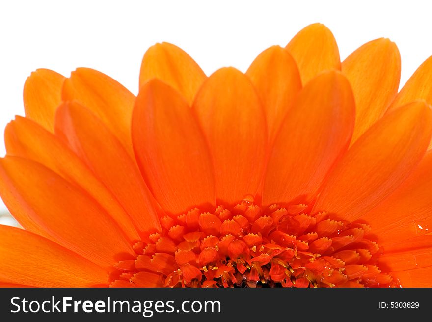 Macro Of Orange Gerbera