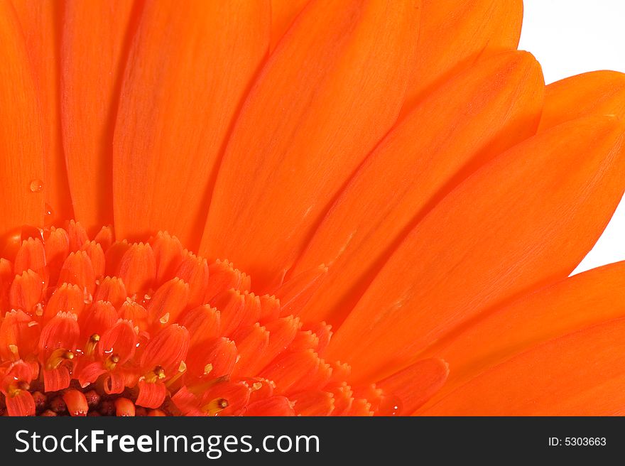 Macro image of half a orange gerebera flower. Macro image of half a orange gerebera flower