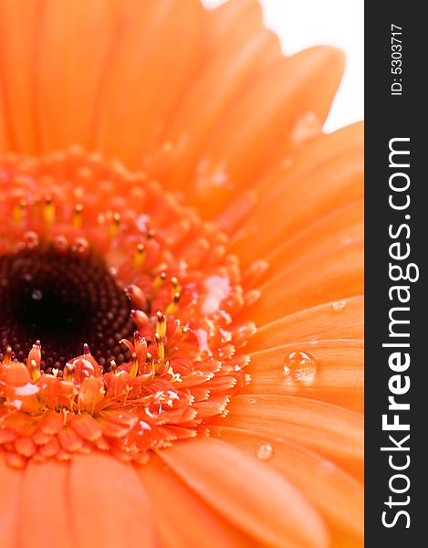 Macro image of a part of an orange gerbera. Macro image of a part of an orange gerbera