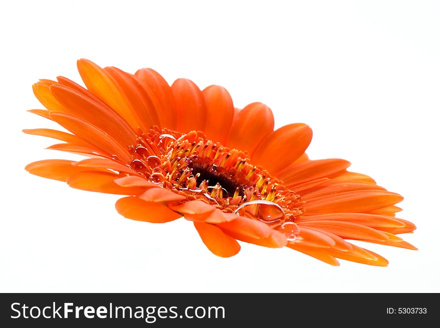 Macro image of a part of an orange gerbera. Macro image of a part of an orange gerbera