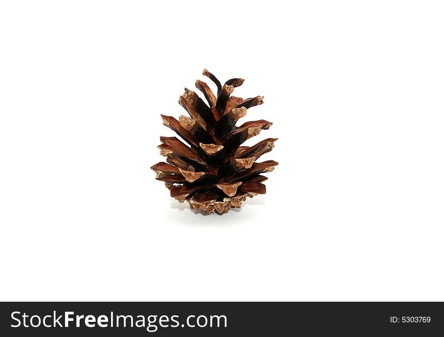 Fir Cone