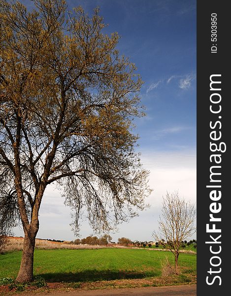 View of a field at springtime