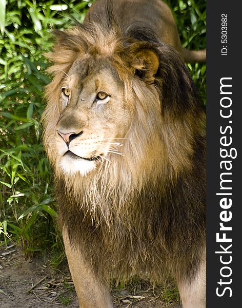 Young male lion captured while chilling in the shade.