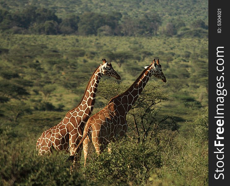 Two African giraffe in Kenya