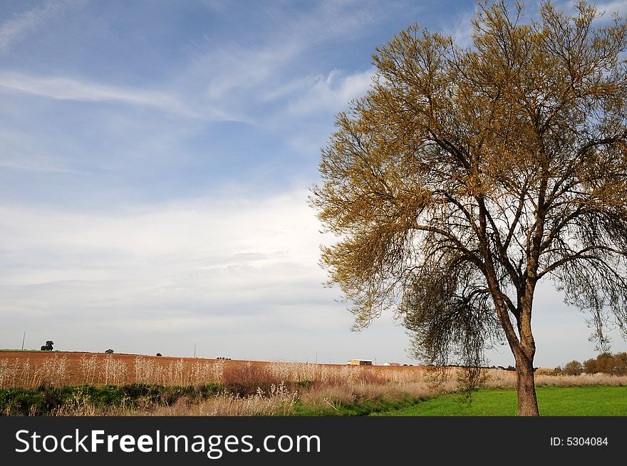 View of a field at springtime. View of a field at springtime