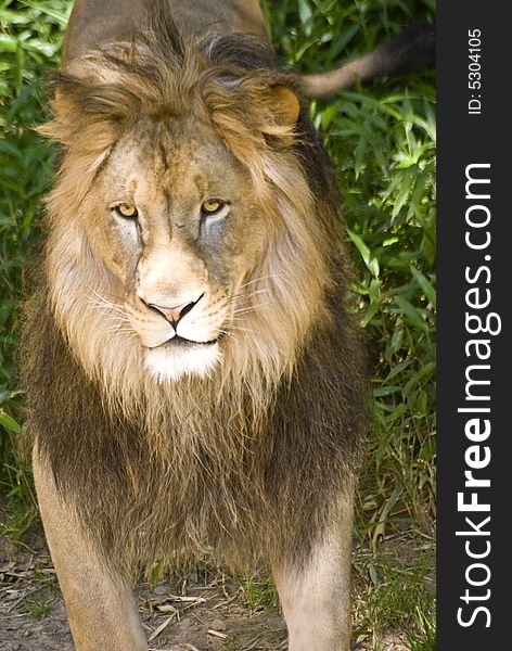 Young male lion captured while chilling in the shade.