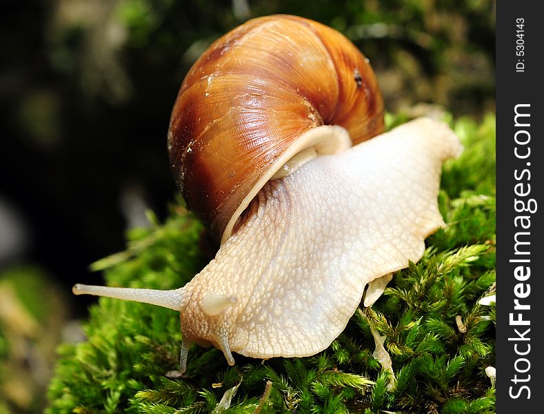 A view with a snail close up