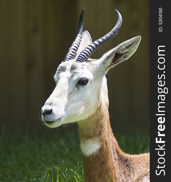 Young brown and white gazelle captured close-up.