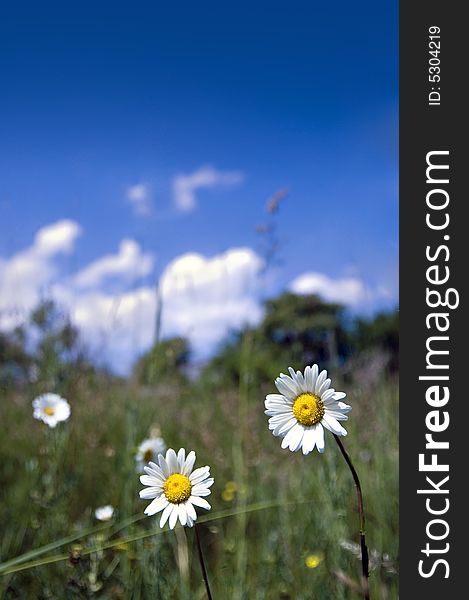 Two daisy on the meadow with blue sky