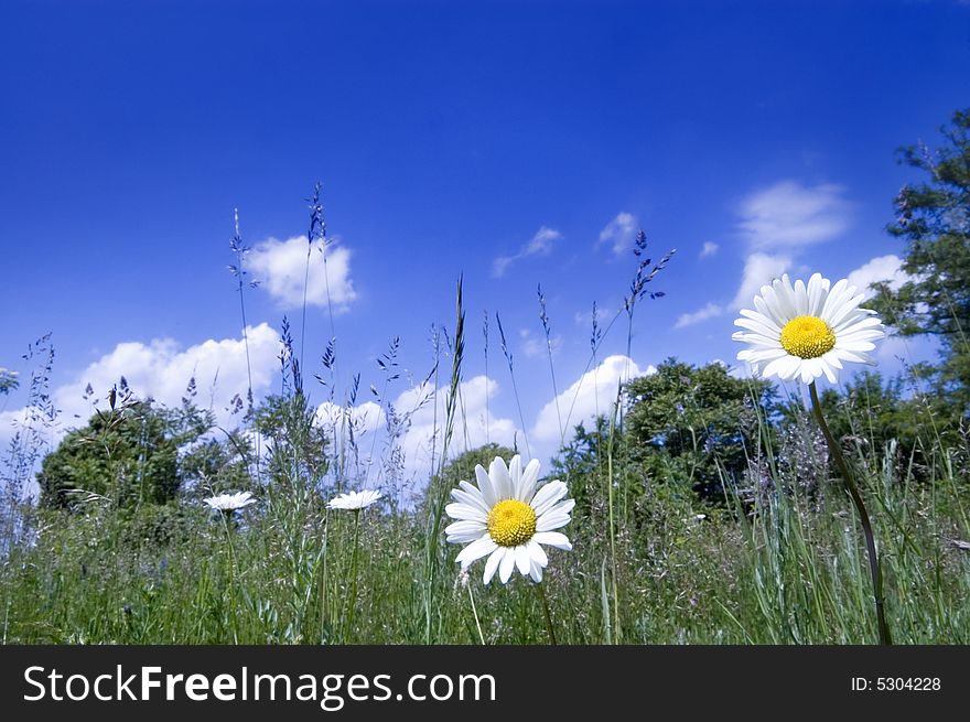 Two Daisy On The Meadow