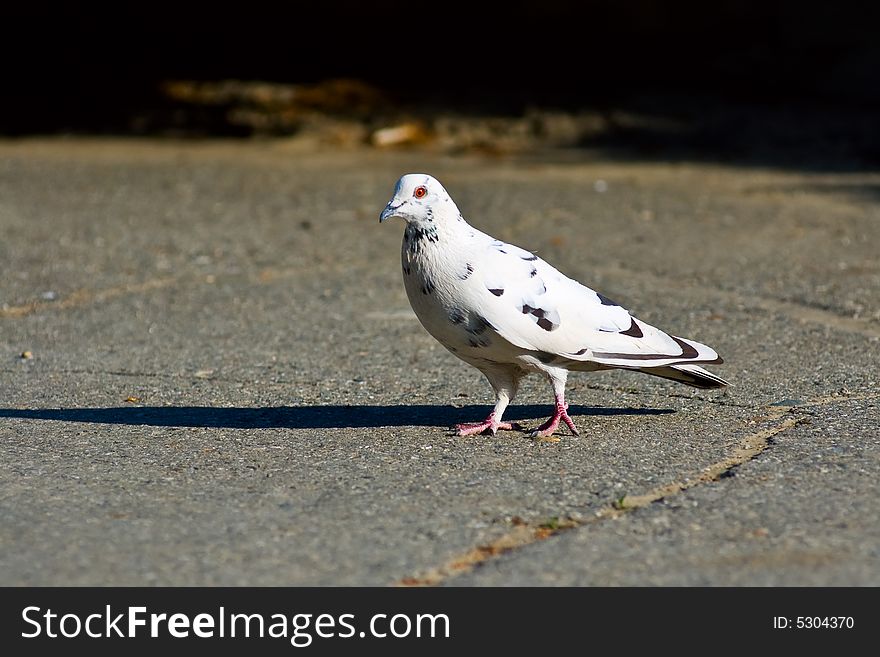 Photo of walking on asphalt pigeon. Photo of walking on asphalt pigeon