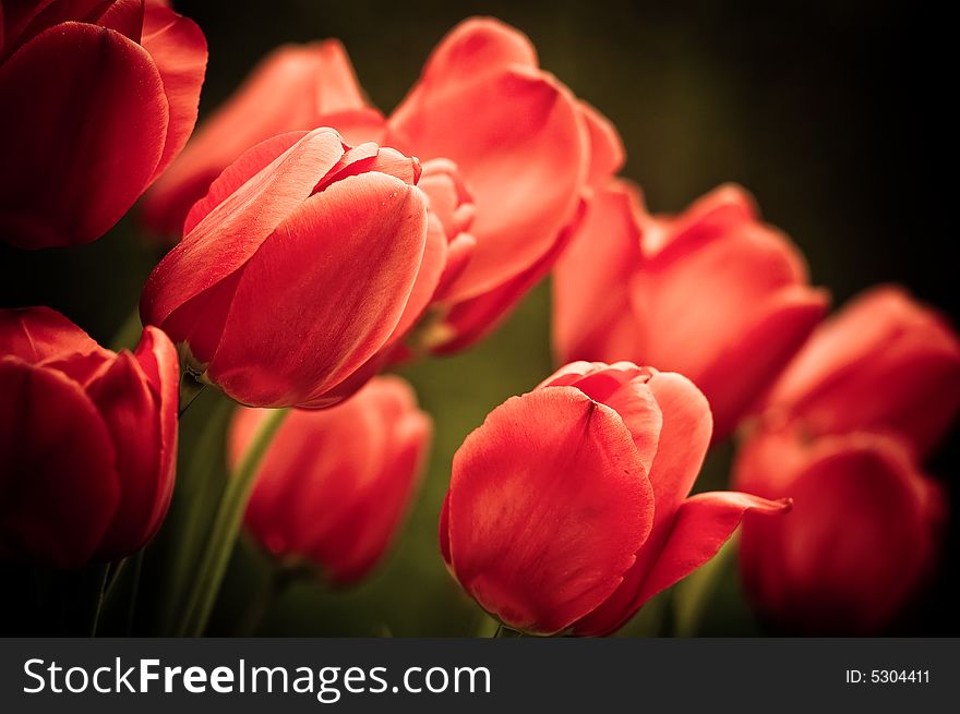 Abstract flowers tulips close-up background. Abstract flowers tulips close-up background