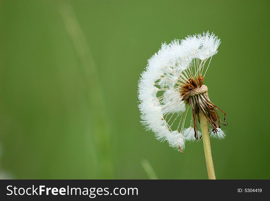 A white spring flowers dandelion