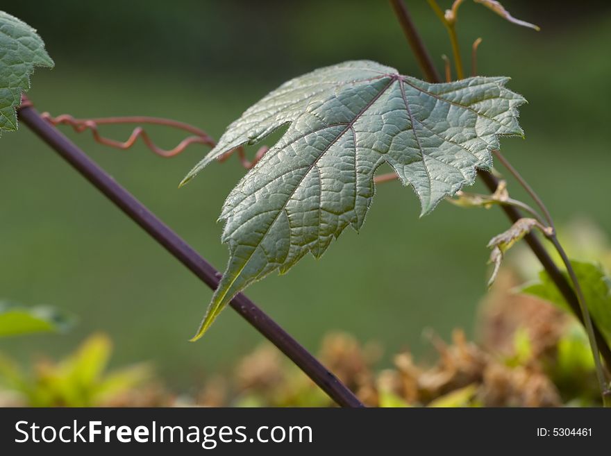 Close-up of wild grapevine leaves and tendril. Close-up of wild grapevine leaves and tendril.