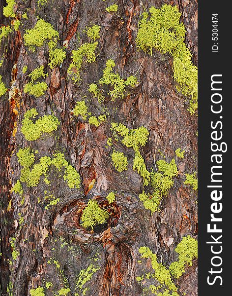 A good background of a knotty tree covered with lime-green moss. A good background of a knotty tree covered with lime-green moss.