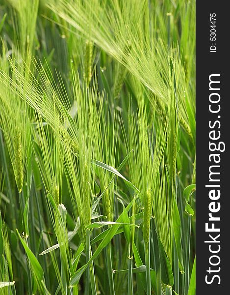 A green meadow, close up, ear. A green meadow, close up, ear