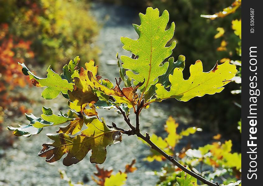 Branch Of Rocky Oak By Autumn.