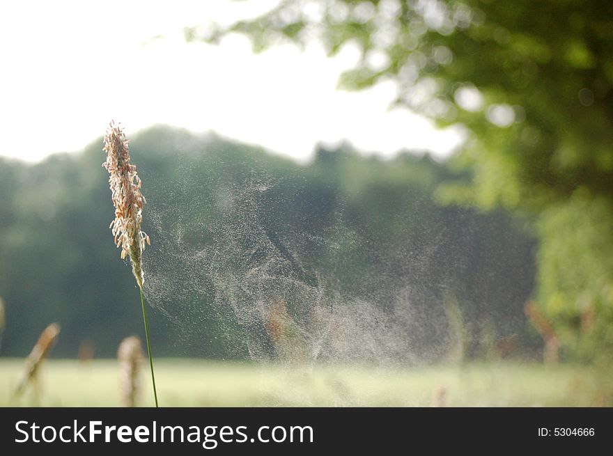 Grass And Blossom Dust