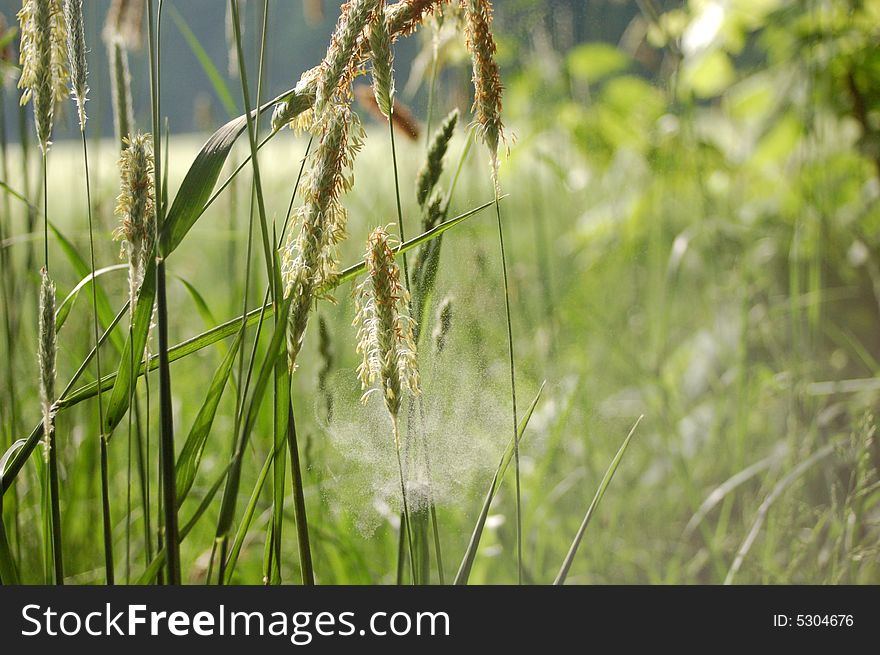 A grass with blossom dust. A grass with blossom dust