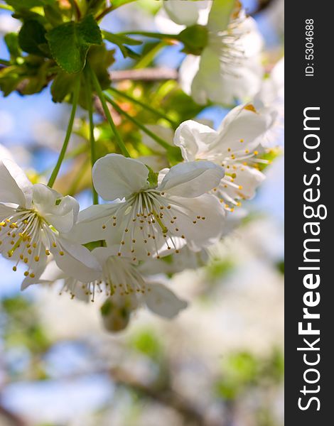 Blossom of beautiful white flowers. Blossom of beautiful white flowers