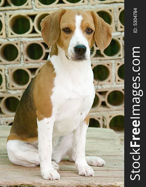 Portrait of sweet female of beagle. Portrait of sweet female of beagle